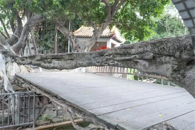 广东有座“树生桥”,桥梁和桥栏由3株古榕树气根,跨河而过形成