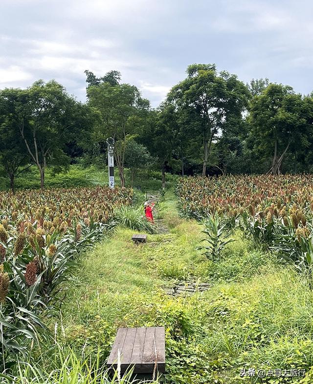 成都惊现粉黛草与红高粱成片，色彩超级艳丽，地铁公交车可达！