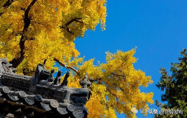今天实拍！浮来山银杏，一树鎏金映古寺