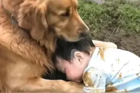 金毛犬：风雨中的守护神，用行动诠释忠诚与爱，感动无数人心图片