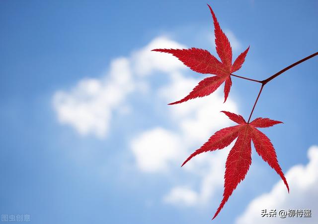 多彩的秋天，用蓝天当画布，拍照美极了