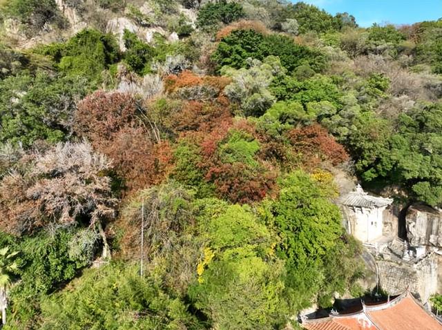 清源山上的枫树叶子红了