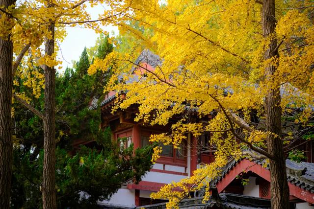 山东:时至初冬,银杏正当时