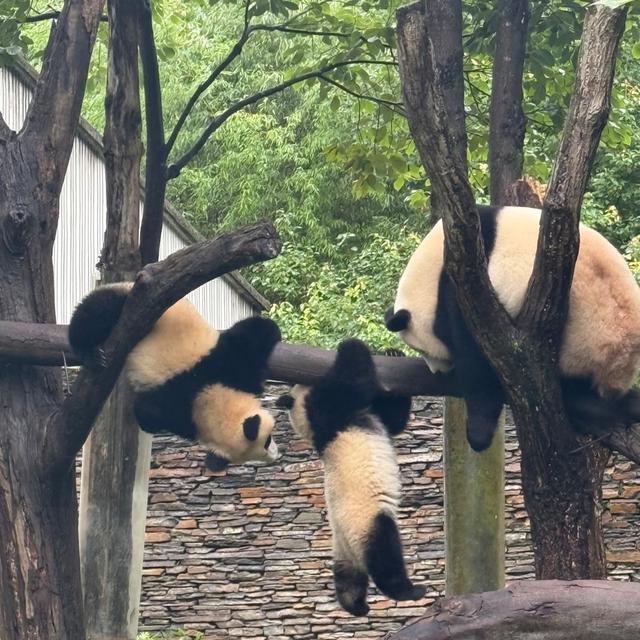 我是上海人，游旅游景点熊猫基地见熊猫贪睡，南门外花海却很惊喜