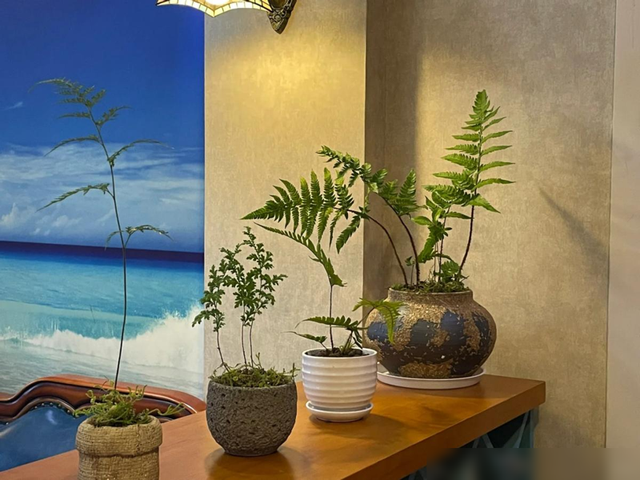 阴花不能进阳宅，家里若有这5种花，请赶紧“搬出去”！