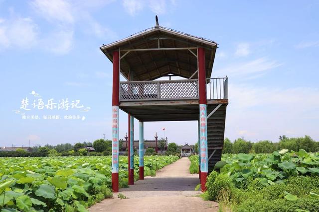 宁波因神话传说而建的寺院，荷塘成为热门打卡地，美人蕉花海更美
