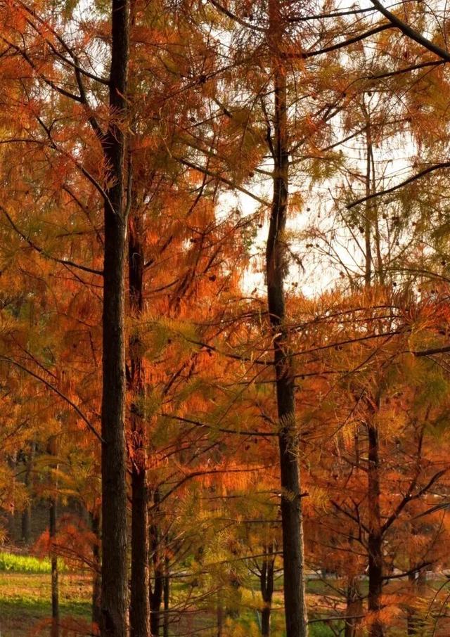 看！是金黄色的光明！