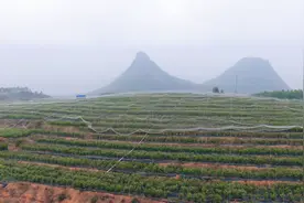 蓝莓花开盼丰收 五月可采收鲜果图片