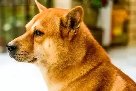 乡村故事——刘二家的那条大黄狗图片