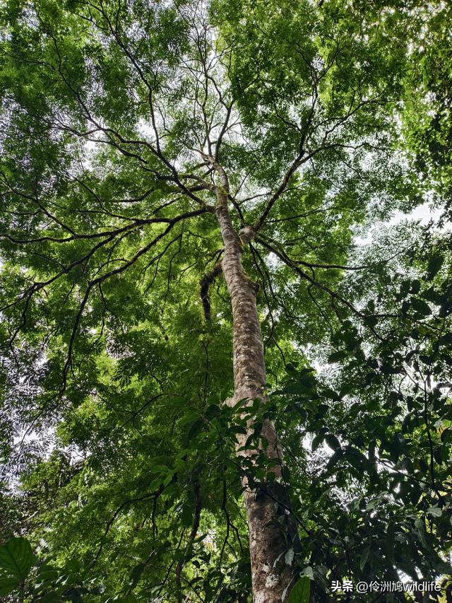 马来西亚(31)砂拉越州⑤姆鲁山canopy树冠高空漫游