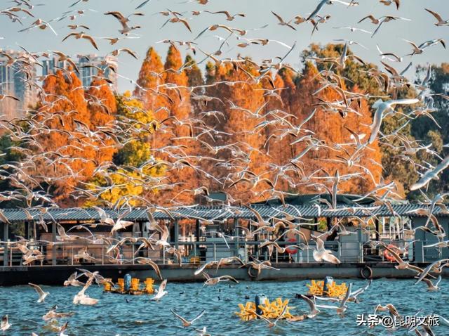 昆明人私藏观鸥地图+观杏!滴滴6折立减35元打车券直接薅