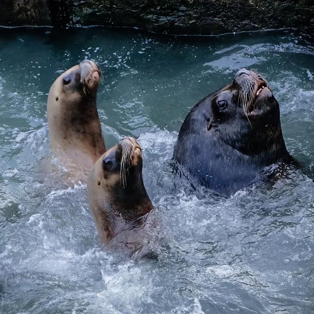 山东有自己的“疯狂动物城”！