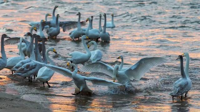 10大赏鹅点位一键GET，直接冲！