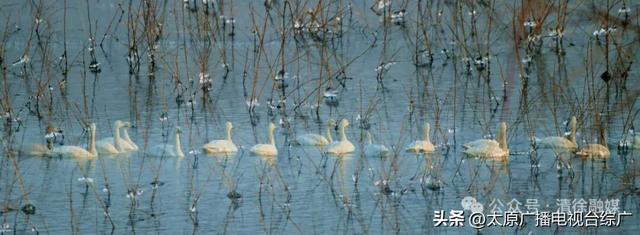 汾河清徐段变美啦，天鹅都赶着来“打卡”