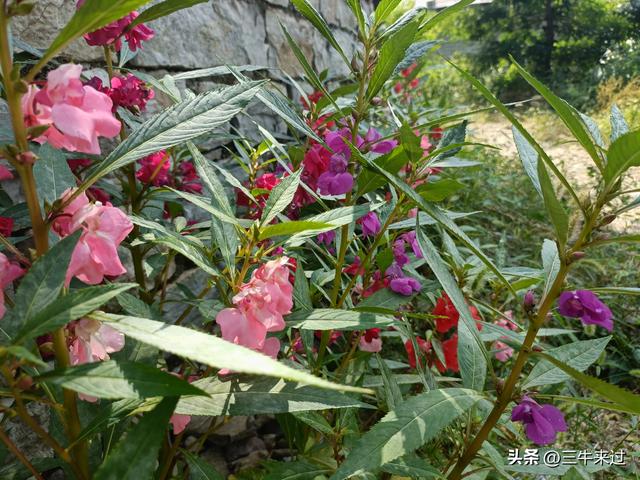 无为在歧路，莱芜霹雳尖