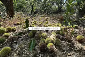 穷鬼天堂！东西按产地买，怒省一个“姨”！图片