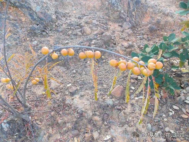 旅居祥云 | 米甸镇:橄榄好吃回味甜