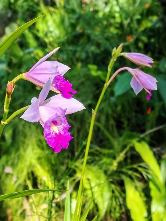 在植物园里寻找哲理