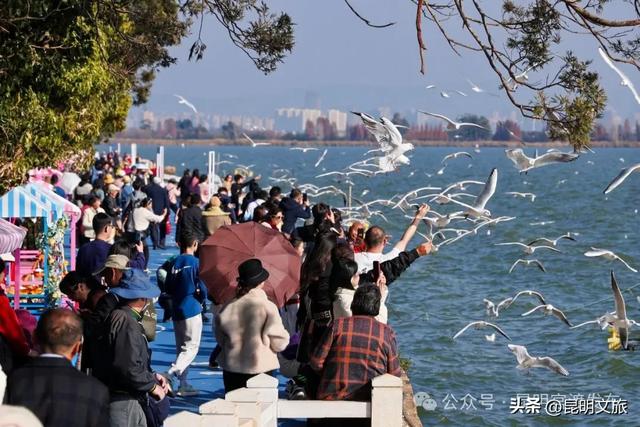 超详细攻略!在昆明官渡,与鸥共舞,六种玩法开启冬日漫游!