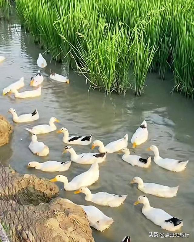 成都三元地铁又上新风景，超级惊艳，不要门票，地铁直达！