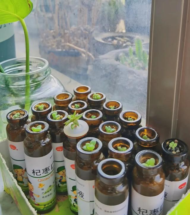 难喝的「口服液瓶子」居然是个宝，这些利用方法，让人灵感大爆发
