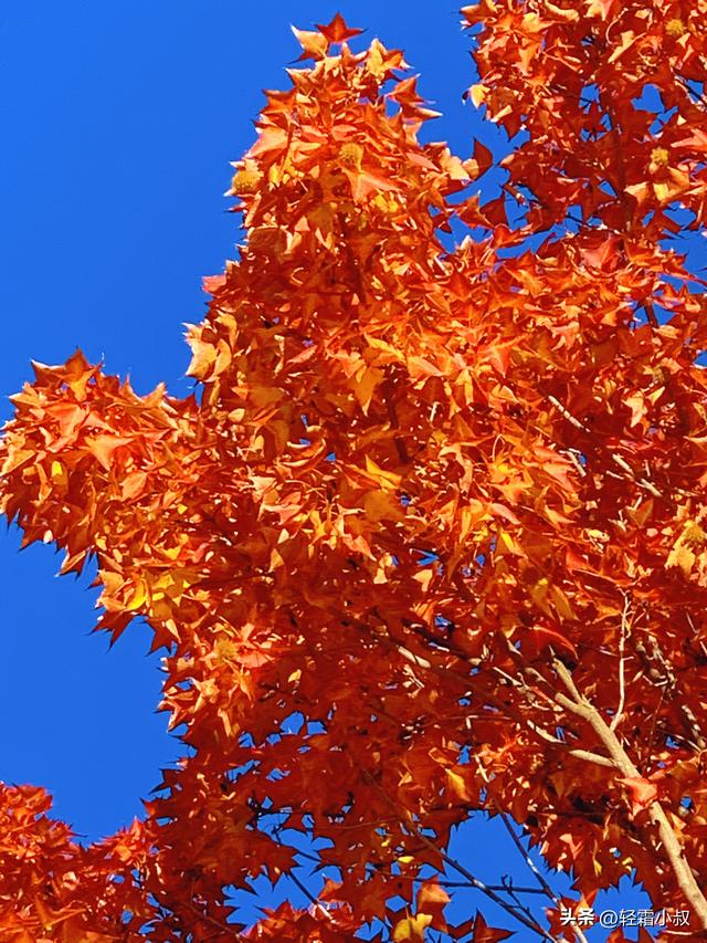 秋霜寒，秋叶艳，秋林醉，在家乡小城，邂逅一场姗姗来迟的秋景