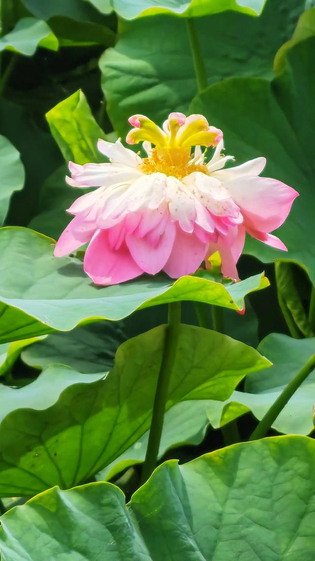 夏日赏荷，如置身仙境