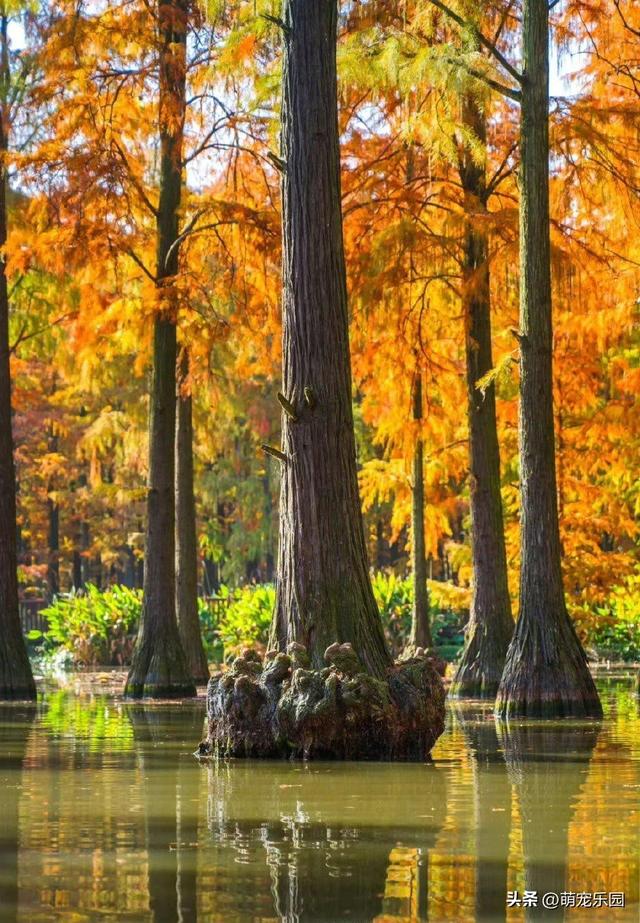 涨渡湖水杉林悄然燃烧，火红倒影美如画，错过再等一年