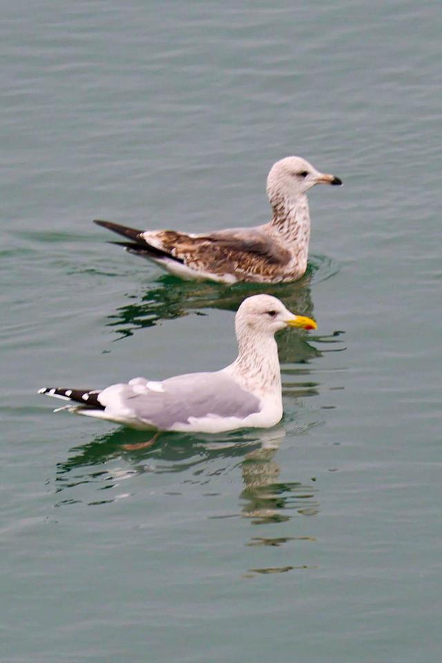 青岛西海岸新区，走进冰天雪地，今天是大寒！
