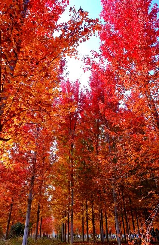 比香山更壮观！央视都来打卡，这片枫叶林美成火焰山，停车还免费