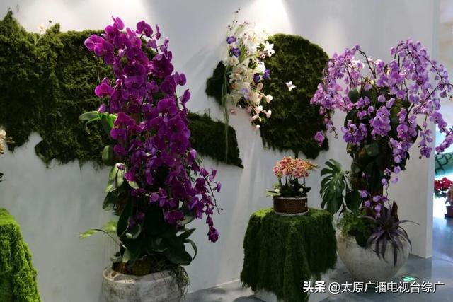 【花漾植物园】太原植物园国庆中秋花卉展，邀您共赴秋日花海盛宴！