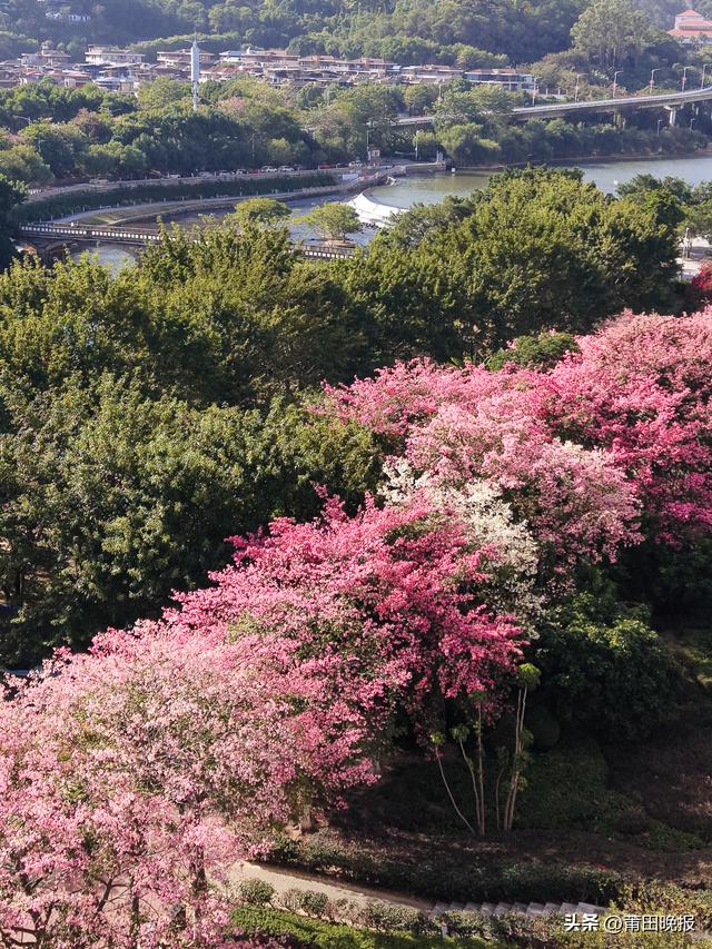 莆田泗华溪畔 “粉色花海”惊艳出圈