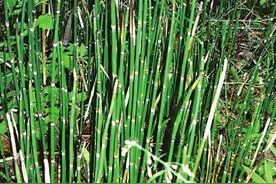 老人叫它“黄金草”，只长枝干没有叶，地下有黄金，内行人很珍惜图片