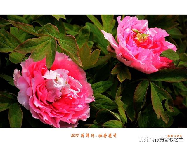山东行游影记（69）—菏泽赏牡丹（一）