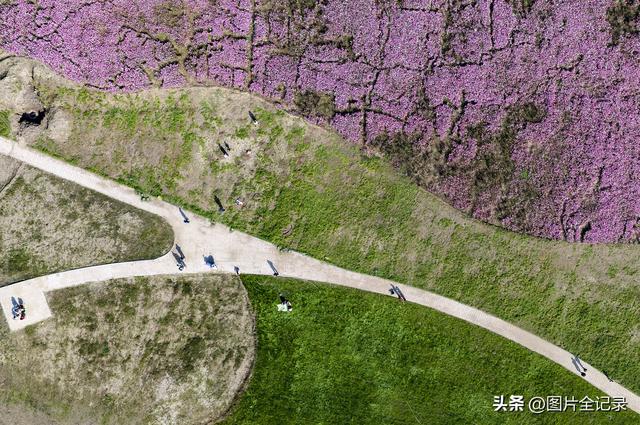 山西襄汾：波斯菊花开 美景醉游人