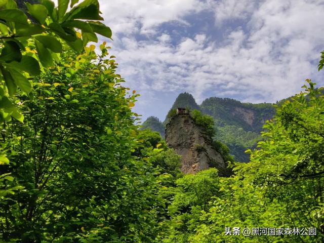 西安“热情”上热搜?么事!黑河国家森林公园让你感受山间清凉一“夏”