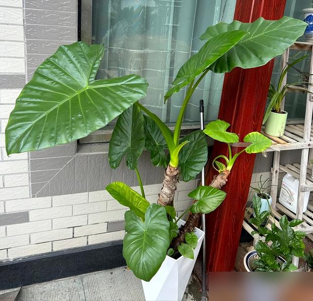 "花旺人不旺"，家里最好不要养这6种花，千万别不当一回事儿