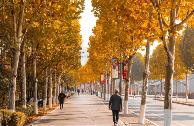 不用去南京，醴陵有属于自己的梧桐大道