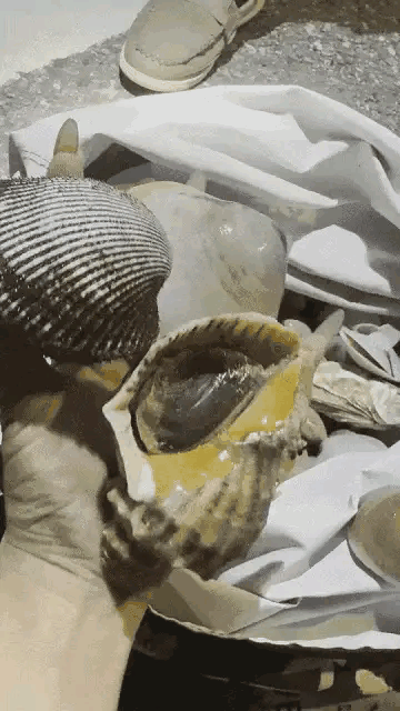 青岛海滩"发海”，千人夜战捡海鲜