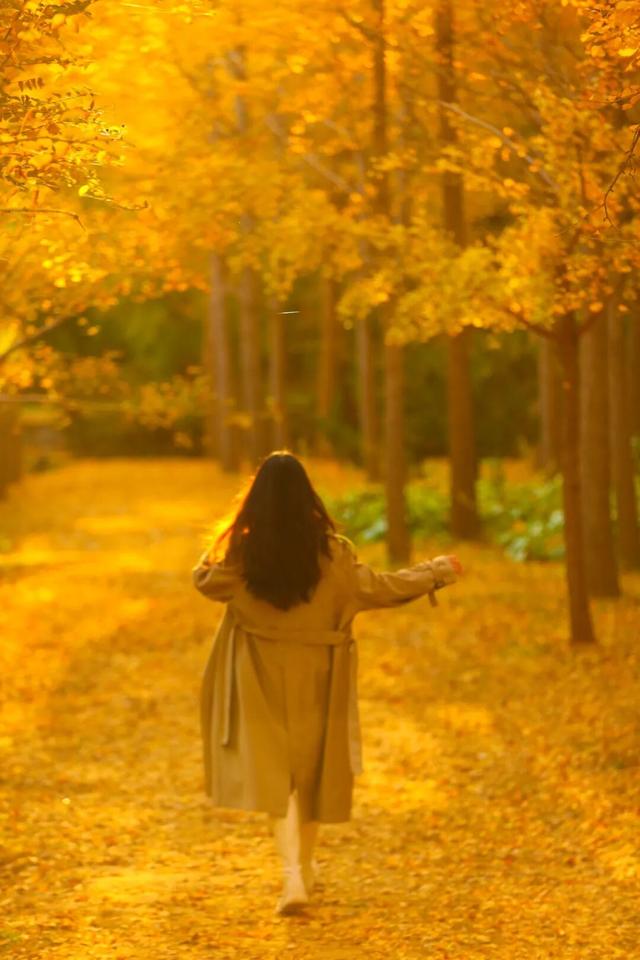 领取限定“杏”运！抓紧来看金色山东