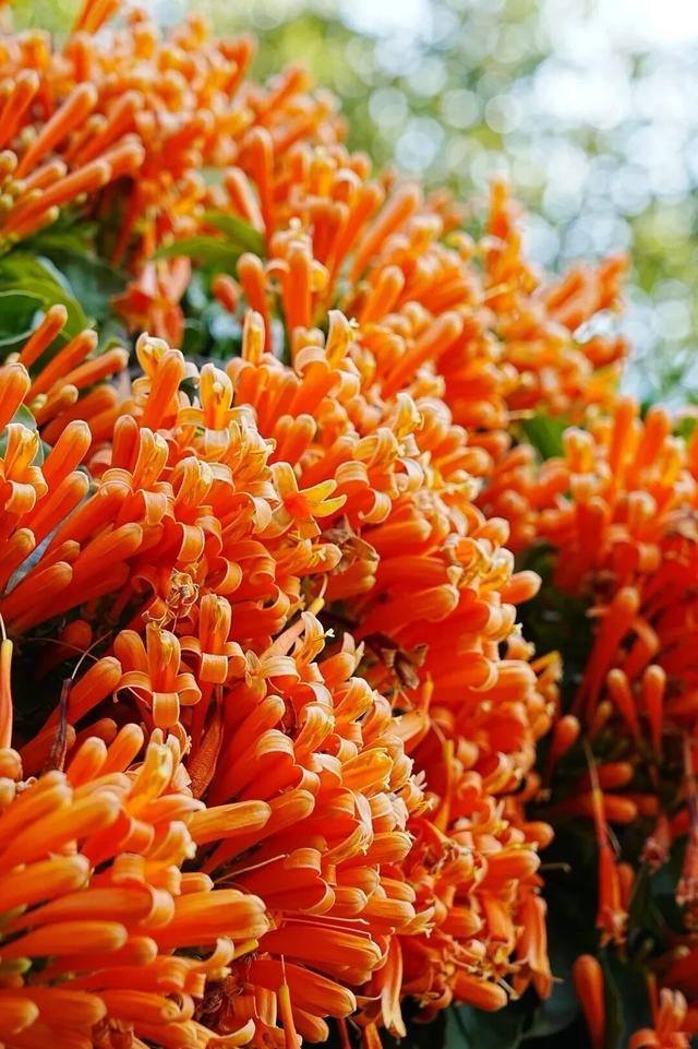 弥勒炮仗花瀑布，太出片了！多个打卡点→