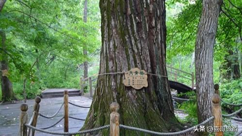 北国绿宝石：黑龙江大亮子河国家森林公园漫记