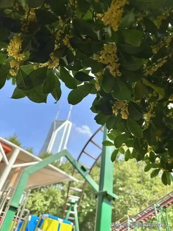 今年桂花开了吗？附近哪里可以看？