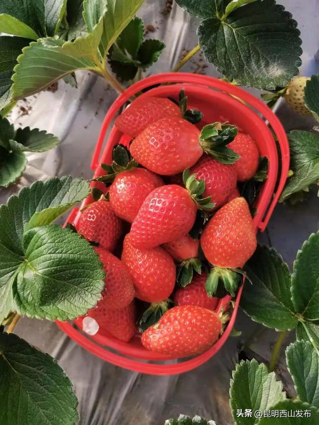 西华草莓熟了，赶紧来采摘吧！