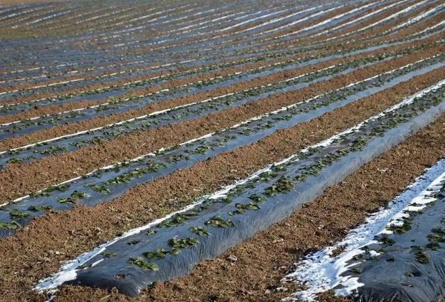 央媒通报！又一间谍行为曝光，作案手法阴险，粮食安全受威胁