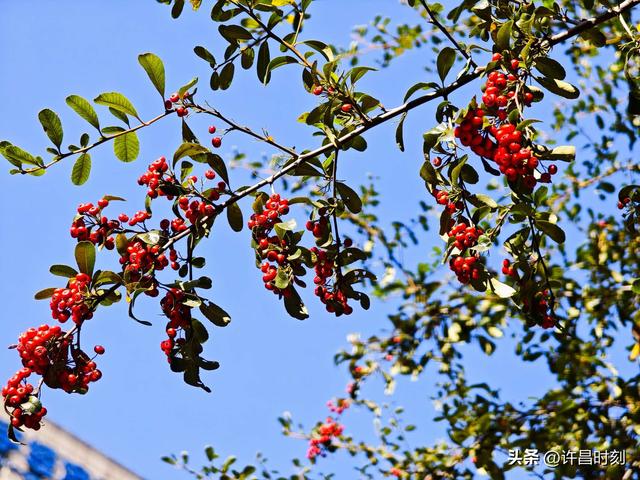 红了！红了！许昌初冬“限定美景”上线……