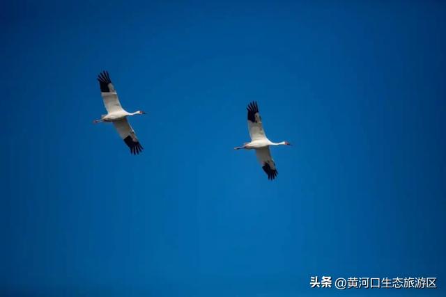 【黄河口生态旅游区】观鸟季 追光向海，赴一场黄河口的飞鸟之约！