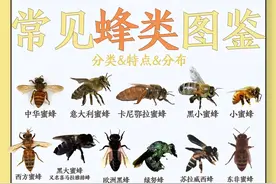 常见蜂类大全，你认识几个图片