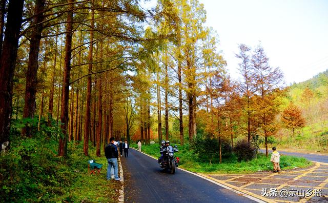 京山虎爪山赏秋：来得迟，景正好