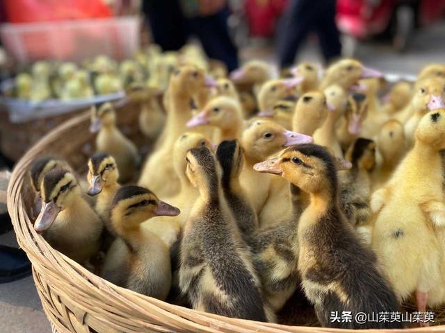 2023年春重庆探亲游（上篇）